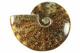 Polished Ammonite (Cleoniceras) Fossil - Madagascar #266345-1